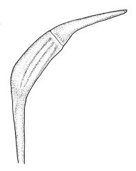 Ptychomnion densifolium, capsule with operculum, moist. Drawn from K.W. Allison 6845, CHR 454699.
 Image: R.C. Wagstaff © Landcare Research 2018 